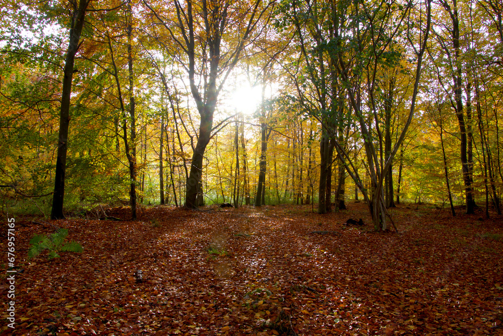 Fototapeta premium Falling leaves in autumn forest in sunshine