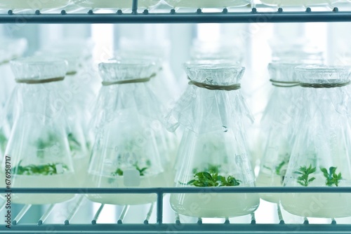 Closeup of laboratory conical flasks with green plant samples covered with plastic wrap. photo