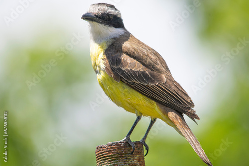 Yellow bird perched on a metal bar photo