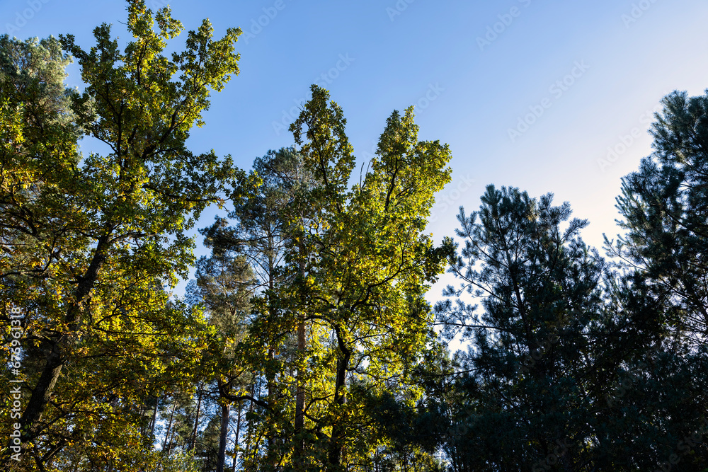 Oak tree in autumn leaf fall in sunny weather Oak tree in autumn leaf fall in sunny weather