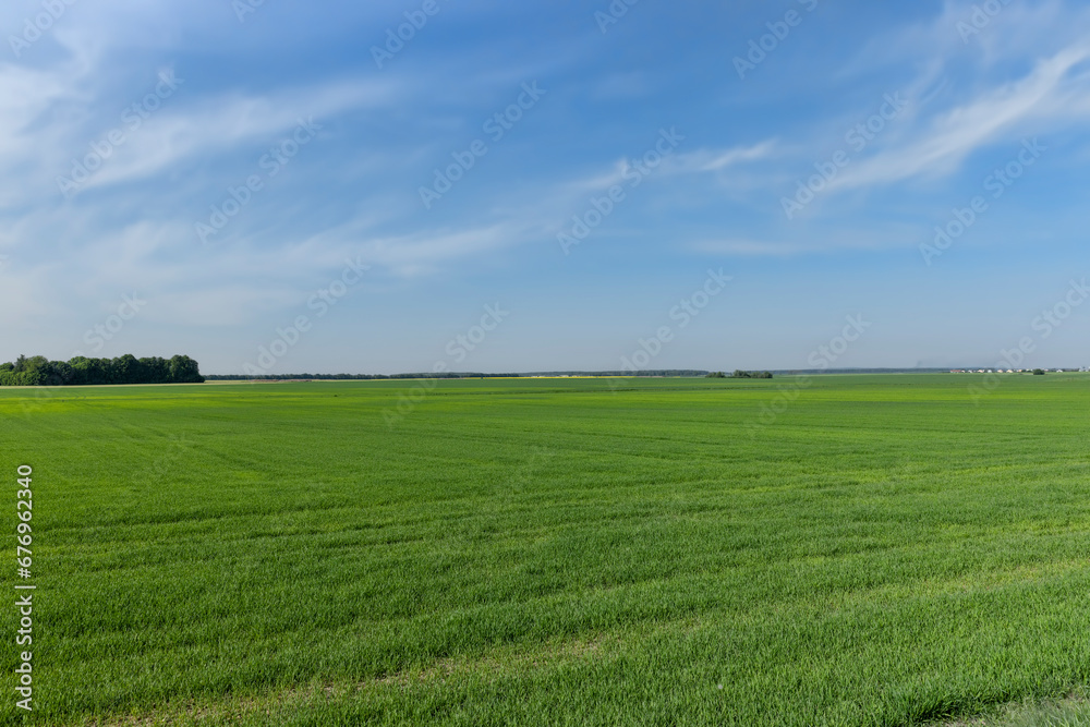 Fototapeta premium agricultural field with green cereals in summer