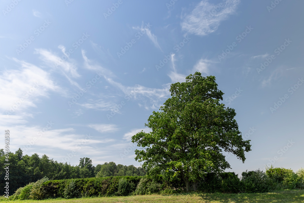 Fototapeta premium a lonely maple growing on a hill in summer
