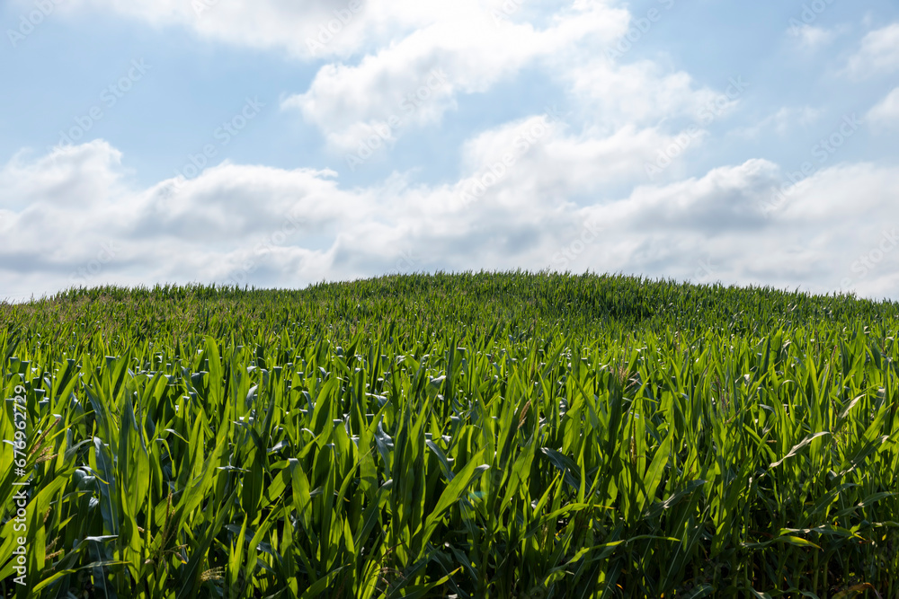 a field with green tall corn and corn cobs