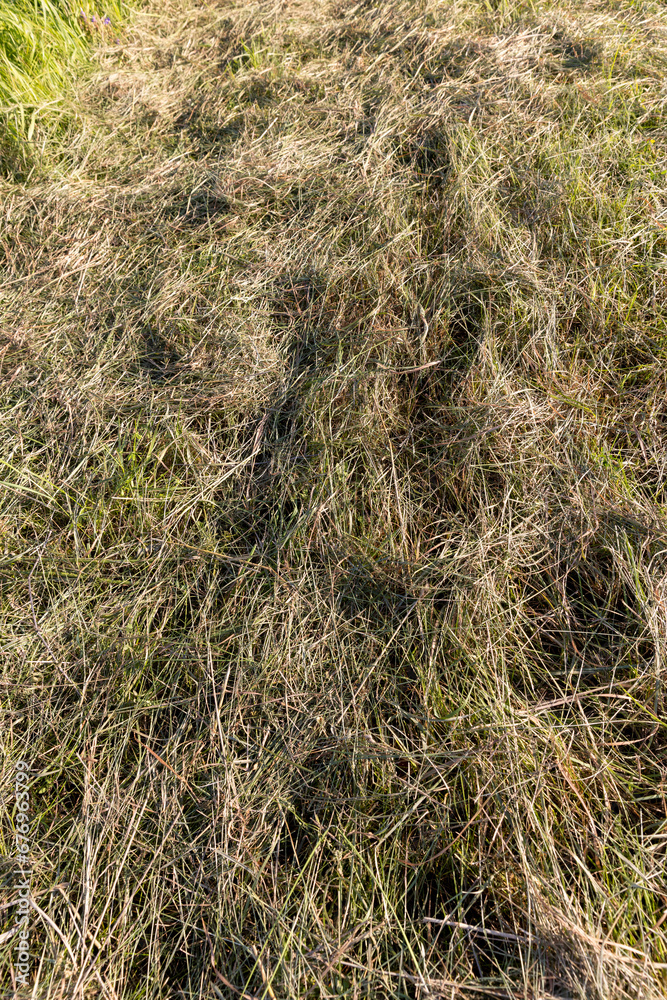 dry mown grass and green grass growing in summer dry mown grass and green grass growing in summer