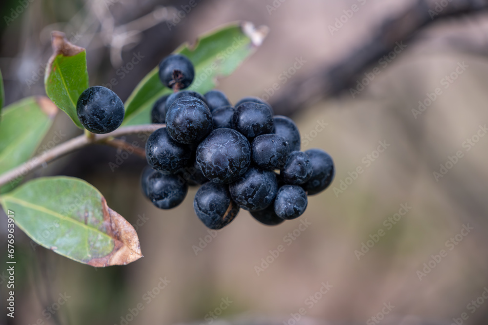 Most likely the fruits of wild privet aka European privet (ligustrum