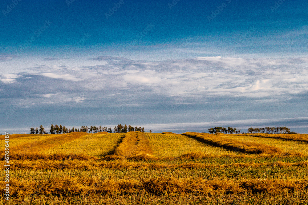 Freshly cut wheat fields. Rockyview County, Alberta, Canada