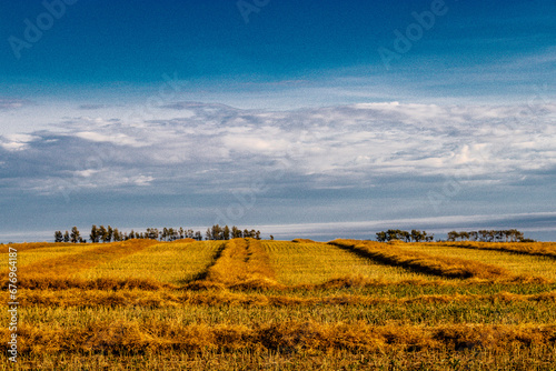 Freshly cut wheat fields. Rockyview County  Alberta  Canada
