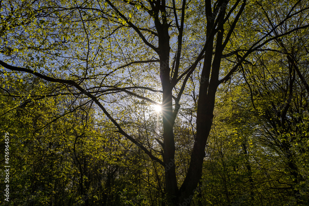 deciduous trees in a mixed forest in the spring season deciduous trees in a mixed forest in the spring season