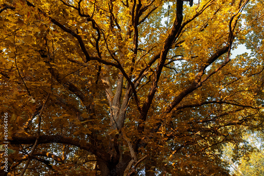 changing the color of the foliage of plants in the autumn season changing the color of the foliage of plants in the autumn season