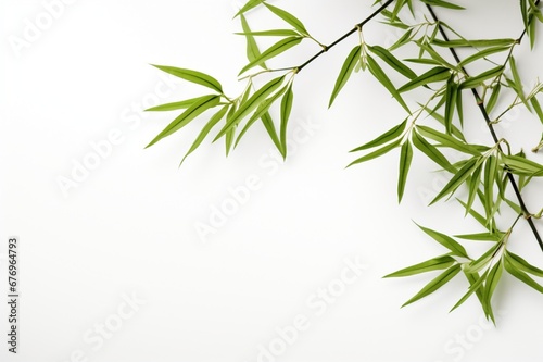 Bamboo on a white background with space for naming and branding.