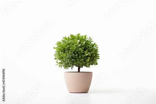 Boxwood on a white background with space for naming and branding.