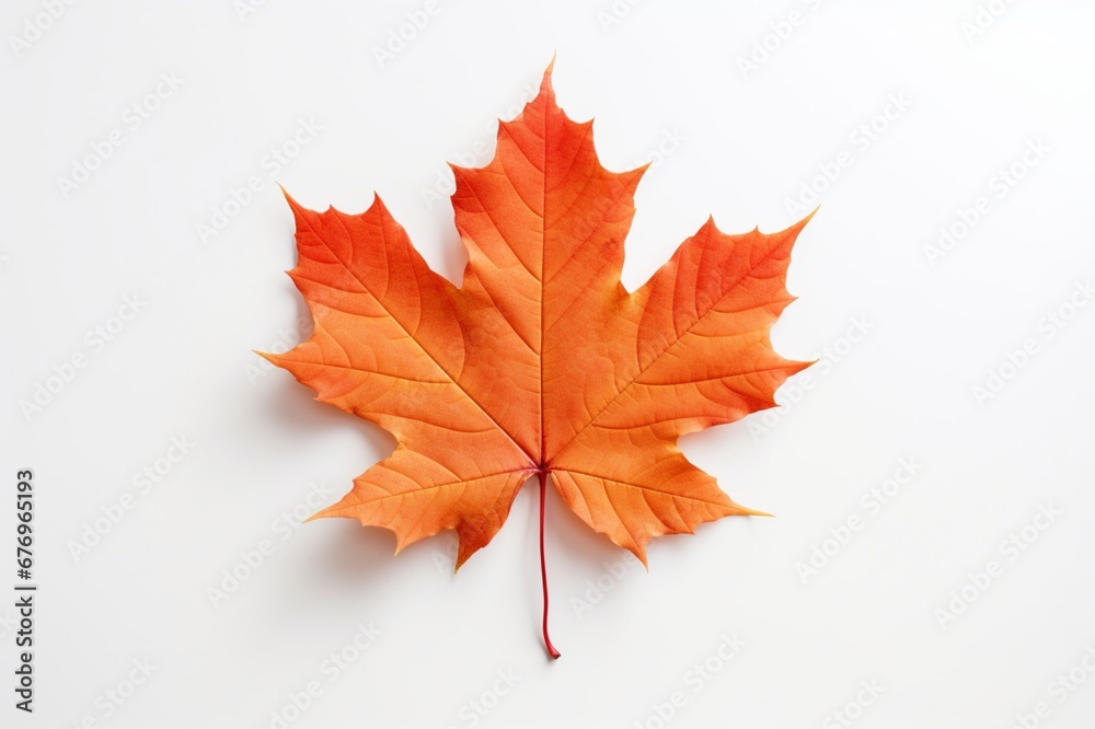 Maple on a white background with space for naming and branding.