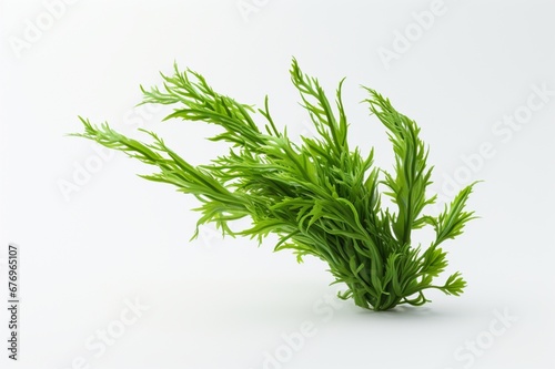 Hornwort on a white background with space for naming and branding.