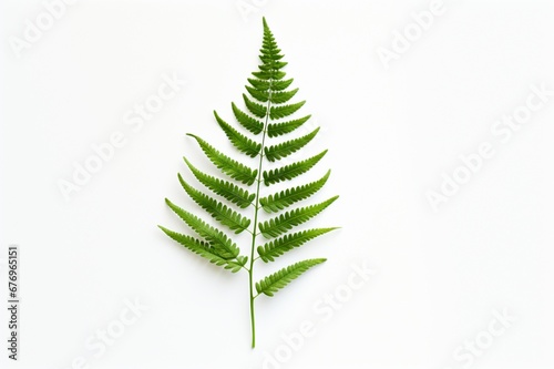 Lady Fern on a white background with space for naming and branding.