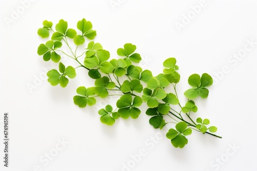Maidenhair Fern on a white background with space for naming and branding.