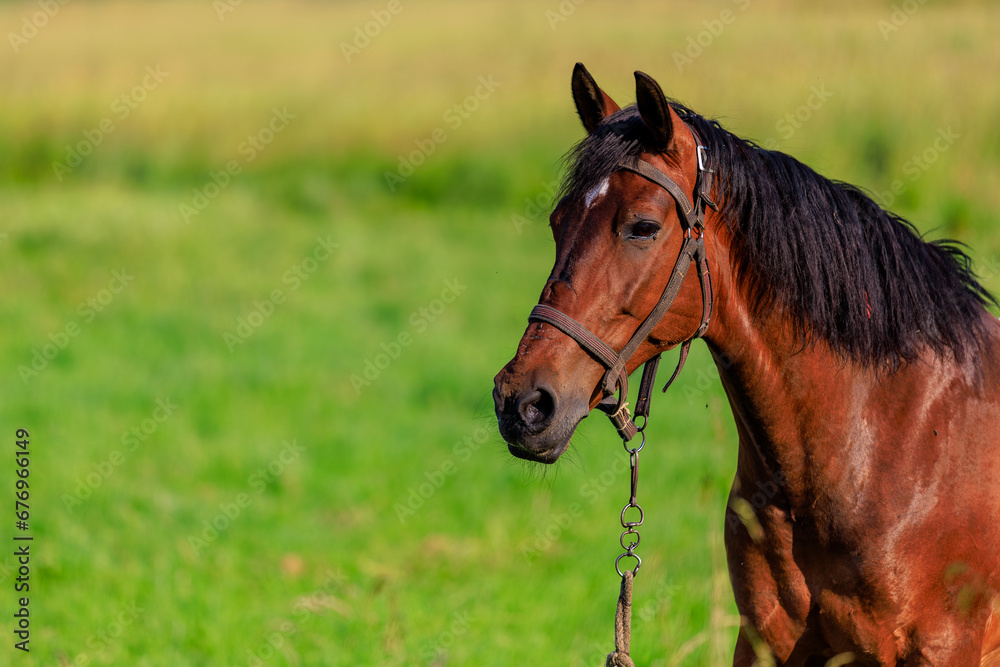 Horse in the pasture. Background with selective focus and copy space