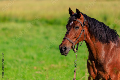 Horse in the pasture. Background with selective focus and copy space © Iurii Gagarin