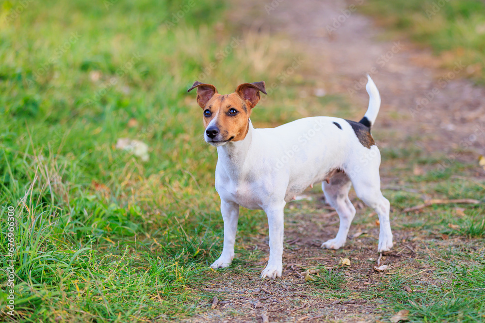 A cute Jack Russell Terrier dog is walking in the park. Pet portrait with selective focus and copy space