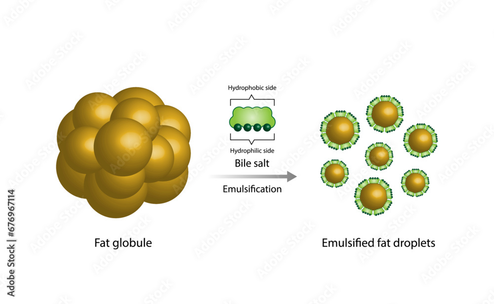 Lipid emulsification, Fat Molecule, Lipid droplets, Lipid Digestion