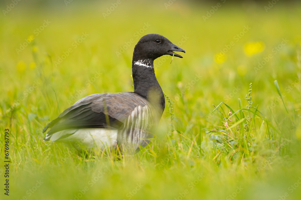 Bernikla obrożna (Branta bernicla) Bernikla obrożna (Branta bernicla)