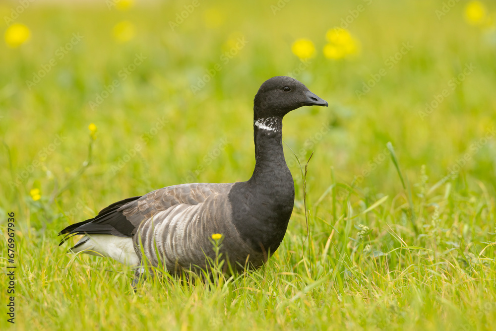 Bernikla obrożna (Branta bernicla) Bernikla obrożna (Branta bernicla)