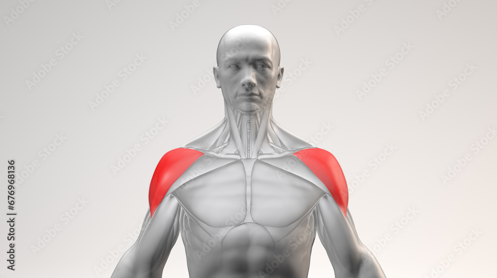 3d rendered illustration of a shoulder focusing on deltoid muscle 3d rendered illustration of a shoulder focusing on deltoid muscle