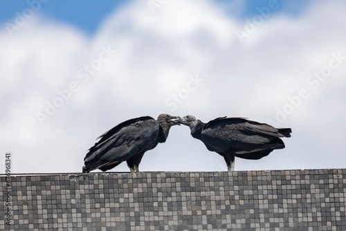 Two black vultures feeding in selective focus photo
