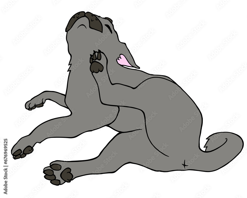 Obraz premium 後ろ足で耳をかくしぐさをする黒パグ