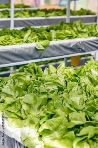 Vertical closeup of organic lettuce greens growing in a greenhouse, practice of hydroponic farming