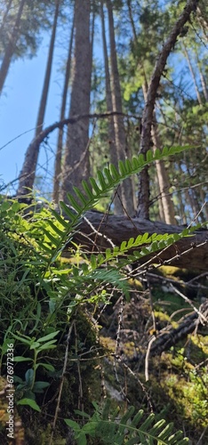 ferns (Polypodiopsida or Polypodiophyta) are a group of vascular plants (plants with xylem and phloem) that reproduce via spores and have neither seeds nor flowers. They differ from mosses by being va