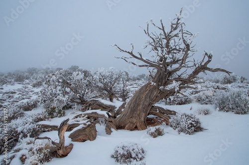 Twisted tree in winter