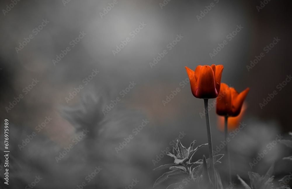 Fototapeta premium Selective color shot of tulips blooming in the garden