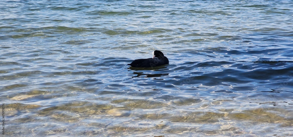 Fototapeta premium Coots are medium-sized water birds that are members of the rail family, Rallidae. They constitute the genus Fulica, the name being the Latin term for 