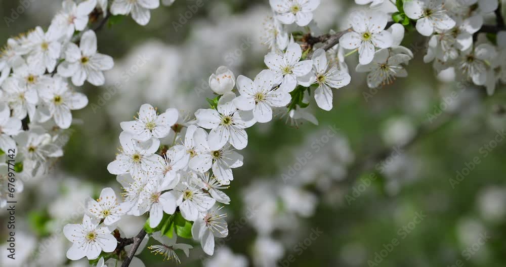 cherry in the orchard blooms with white flowers , beautiful white flowers on a fruit cherry during pollination cherry in the orchard blooms with white flowers , beautiful white flowers on a fruit cherry during pollination