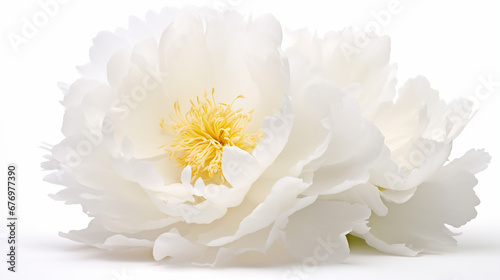 Closeup view of white peony flower on white isolated background. Condolence card. Empty place for emotional, sentimental text, quote or sayings
