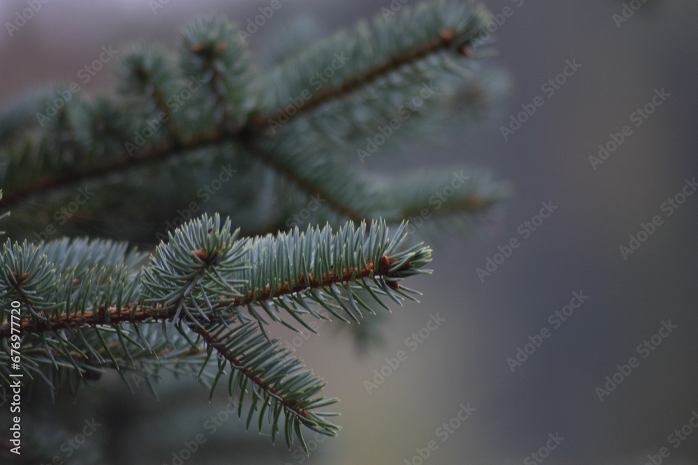Beautiful closeup of a spruce tree branches- perfect for background use Beautiful closeup of a spruce tree branches- perfect for background use