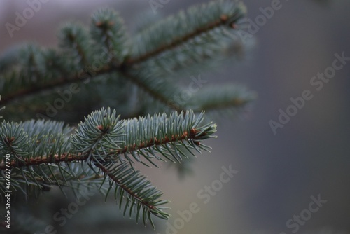 Beautiful closeup of a spruce tree branches- perfect for background use