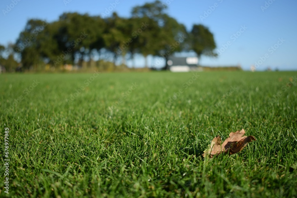 Closeup of dry autumn leaf on fresh grass in a field Closeup of dry autumn leaf on fresh grass in a field