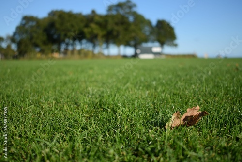 Closeup of dry autumn leaf on fresh grass in a field © Wirestock