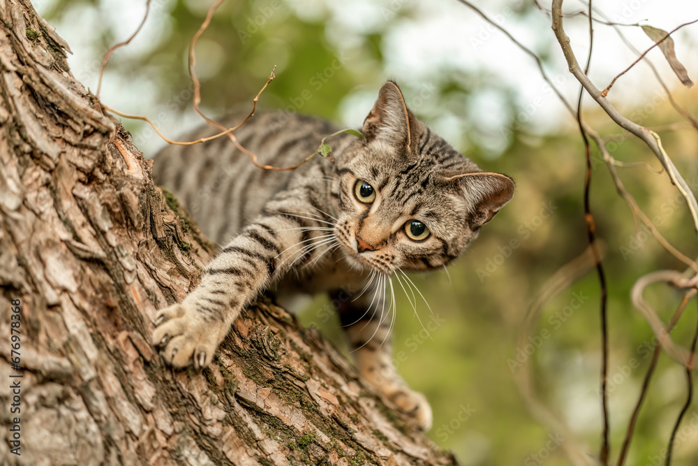 A striped bengal mix cat playing and climbing on a tree in autumn outdoors A striped bengal mix cat playing and climbing on a tree in autumn outdoors