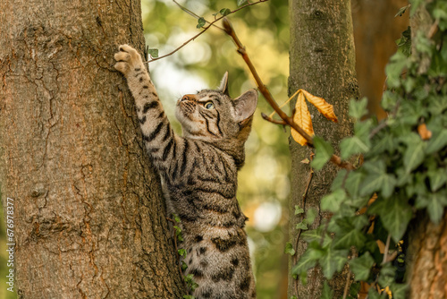 A striped bengal mix cat playing and climbing on a tree in autumn outdoors