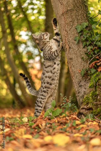 A striped bengal mix cat playing and climbing on a tree in autumn outdoors © Annabell Gsödl