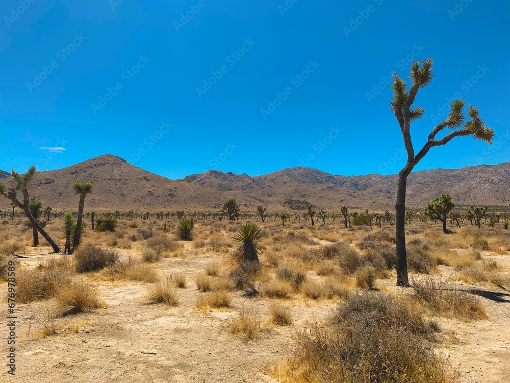 Aerial view of Joshua tree park surrounded by dense trees