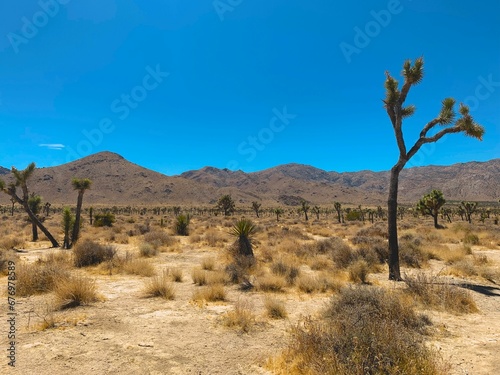 Aerial view of Joshua tree park surrounded by dense trees