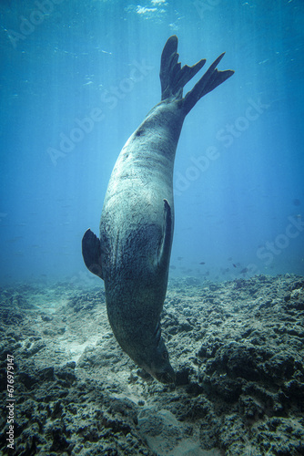 Hawaiian Monk Seal in Hawaii  photo