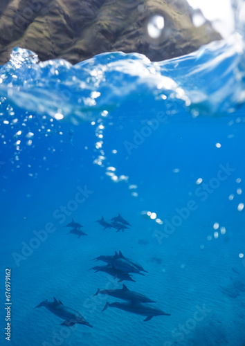 Hawaiian Spinner Dolphins in the Wild 