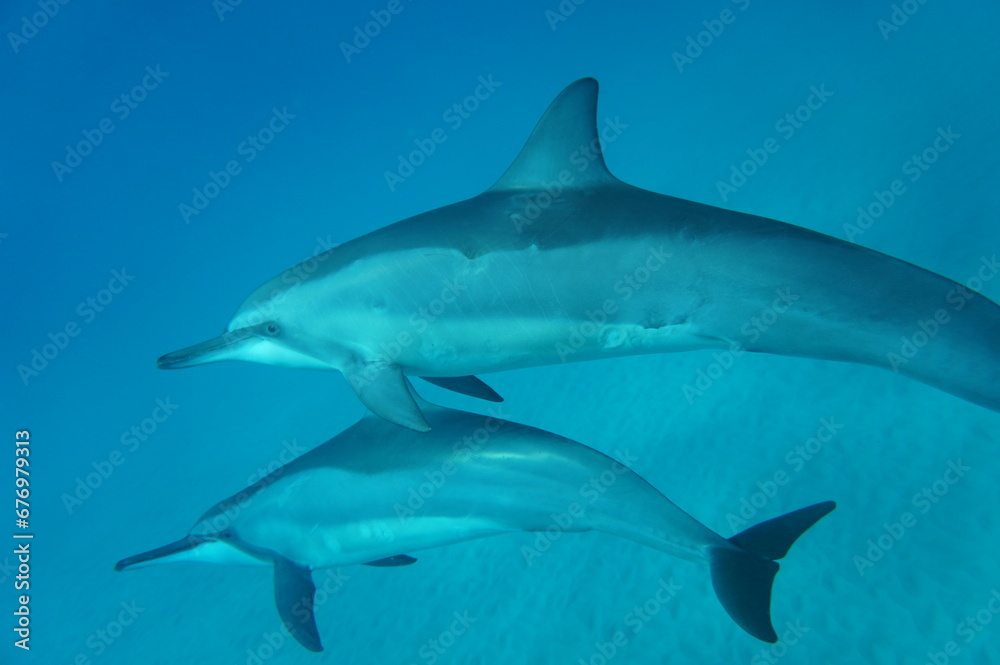 Hawaiian Spinner Dolphins in the Wild Hawaiian Spinner Dolphins in the Wild