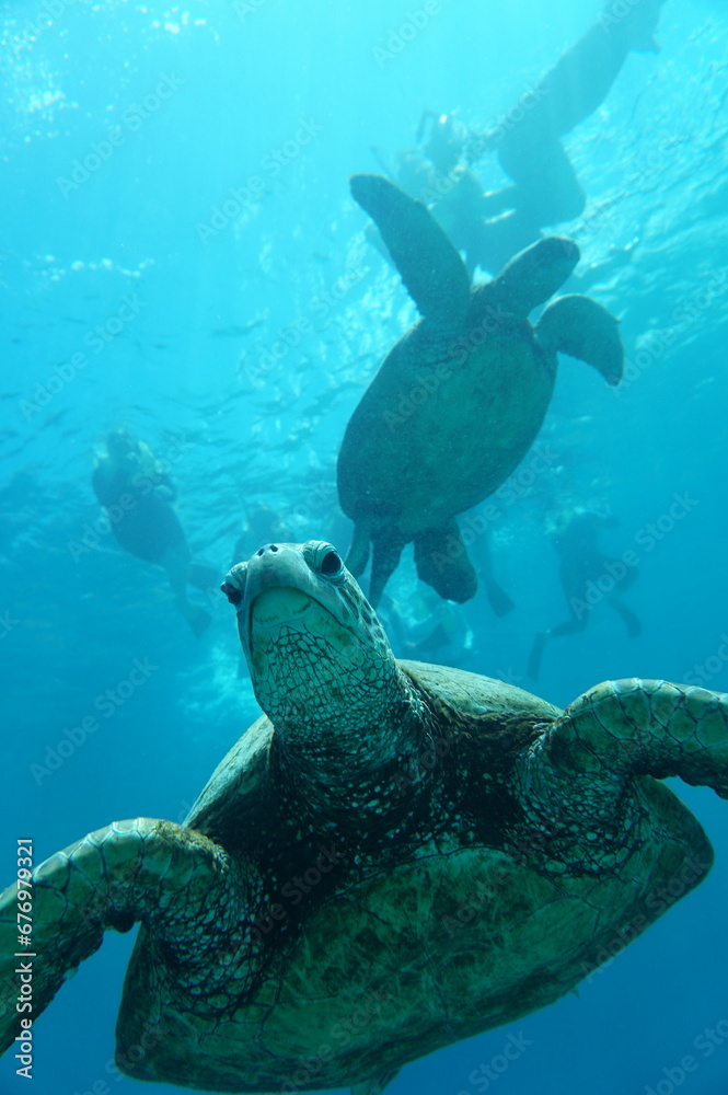 Obraz premium Hawaiian Green Sea Turtles Swimming in Hawaii 