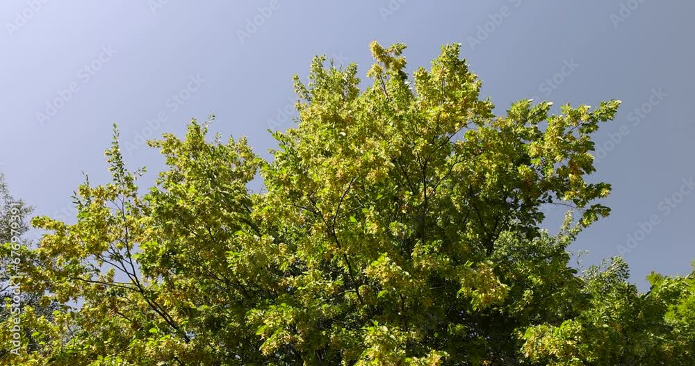 hornbeam trees in the autumn season in sunny weather, hornbeam with color-changing foliage in the autumn season hornbeam trees in the autumn season in sunny weather, hornbeam with color-changing foliage in the autumn season