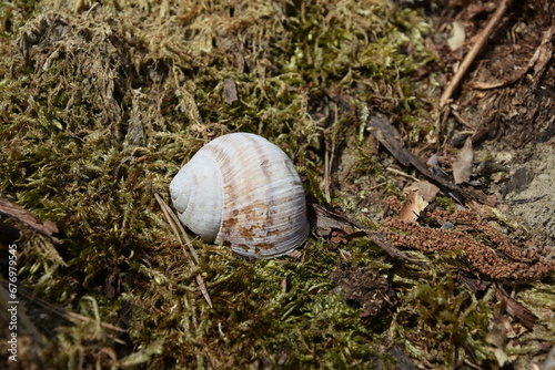 Closeup of a shell on the grass in a field